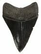 Serrated, Fossil Megalodon Tooth #54240-2